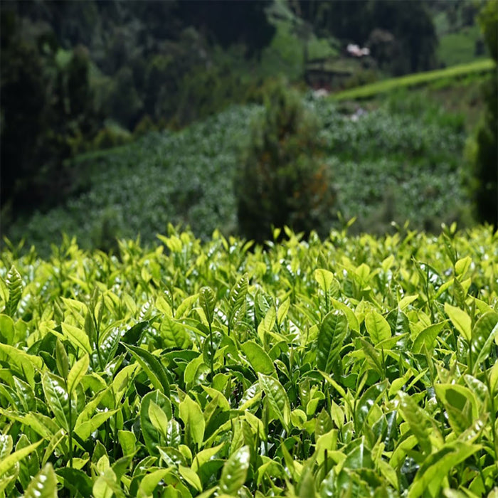 tea leaves and tea plant