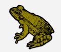 Frog waterproof decal