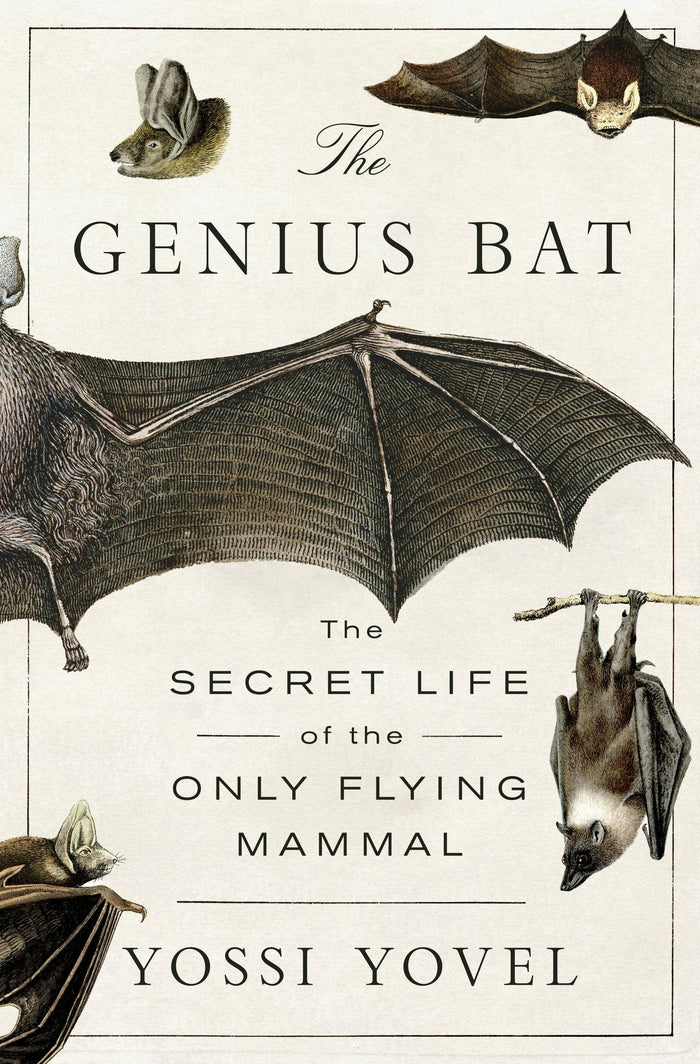 Genius Bat The Secret Life Of The Only Flying Mammal