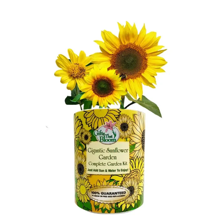 Gigantic Sunflower Garden Grocan Seed Kit