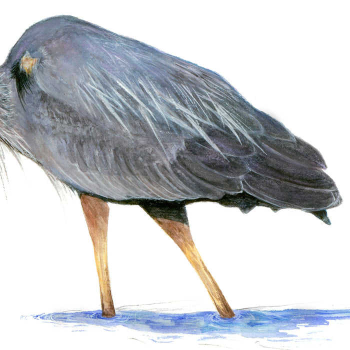 "Great Blue Heron with Straw Hat"