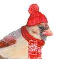 Northern Cardinal with Stocking Cap