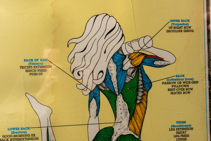Vintage Framed "Fitnus" Chart Series Muscle Anatomy Chart