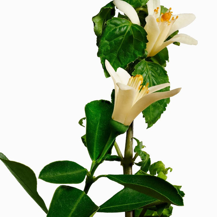 Neroli and patchouli hand balm displayed with fresh white flowers and green leaves on white background